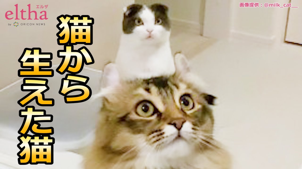 かわいい猫 モフモフからのニョキッ 猫から生えた猫 に反響 猫増産できる まさに奇跡 の声 Youtube