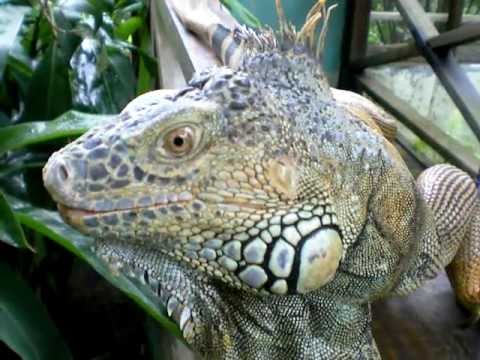 Gomez, the Iguana - Belize