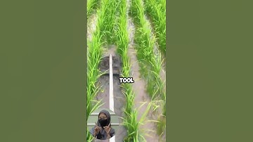 A simple tool for clearing weeds in rice fields.  #shorts #agriculture