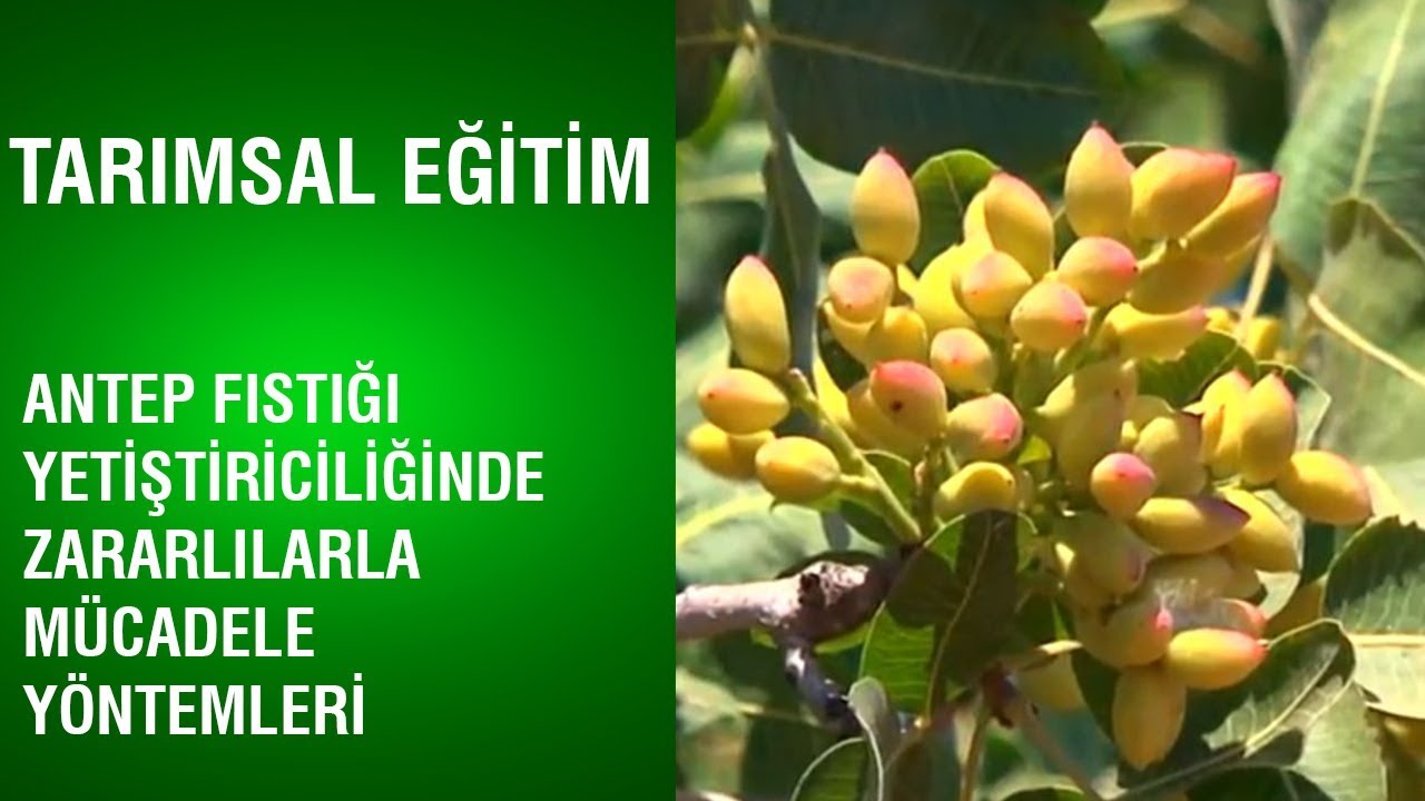 Tarımsal Eğitim - Antep Fıstığı Yetiştiriciliğinde Zararlılarla Mücadele Yöntemleri