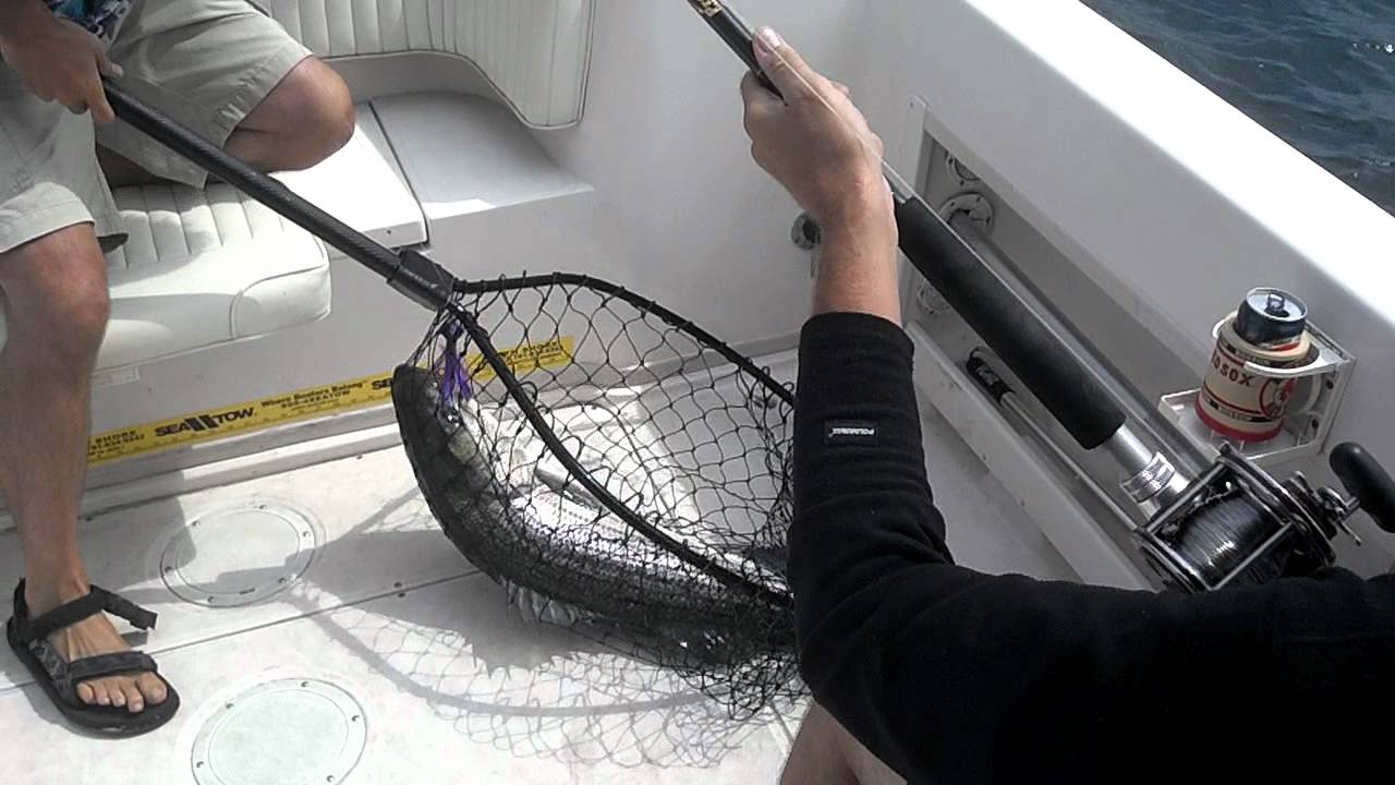 Striper fishing chatham, ma 8/10/12 YouTube