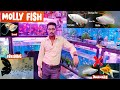 Molly fish || molly fish breeding, tankmates, disease, treatment, food | Pari aquarium, Kurla Market