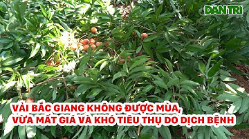 Vải Bắc Giang Không Được Mùa, Vừa Mất Giá Và Khó Tiêu Thụ Do Dịch Bệnh