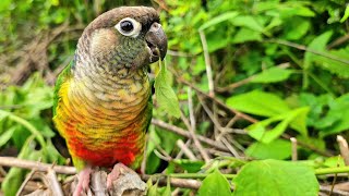 parrot singing in the forest : green cheek conure yellow sided singing to day so happy.