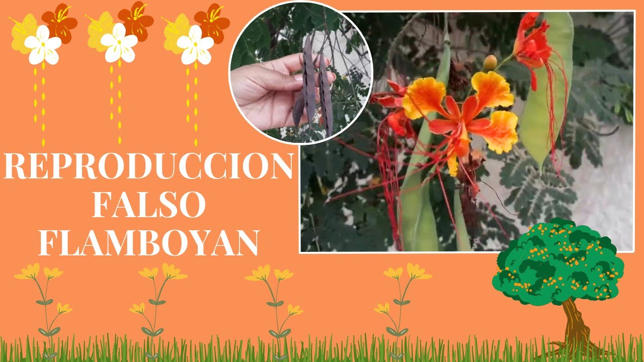 Como REPRODUCIR FALSO FLAMBOYAN  l  manuplant