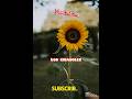 Los girasoles #reflexionescristianas #cristianos #biblia #citabiblica #fe #amor #paz