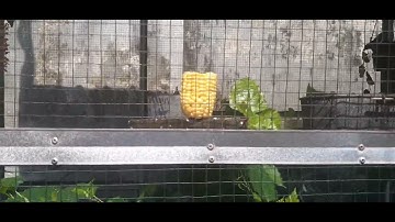 BURUNG MANYAR JANGAN DI TARUH DI AVIARY