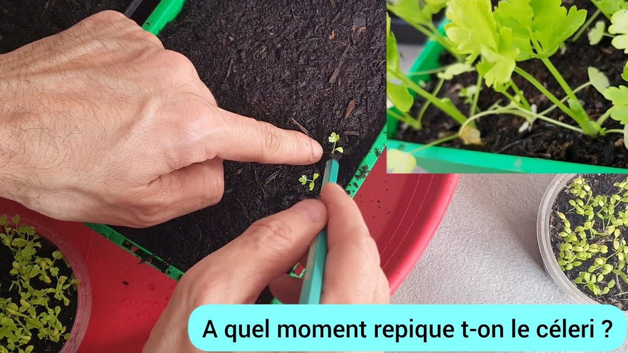 Comment je repique le céleri ? 2024