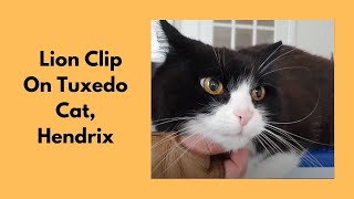 Lion Clip On Tuxedo Cat by Love Cats Groomer 512 views 2 years ago 13 minutes, 19 seconds