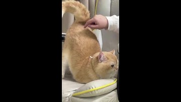 Complete Video Funnels Tutorial (What You’re MISSING!) #wupples