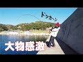 【驚愕】湾内アジの泳がせ釣りにどえらいのキタ(290話目)