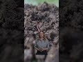 Enhanced Living Compost with Worm Castings & Biochar