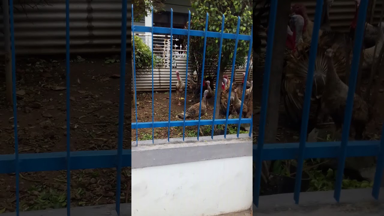 Ayam kalkun. 