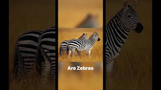 Are The Stripes Of Zebra White or Black?  | A&M #shorts