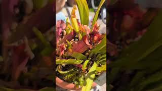 Hard-as-Nails Carnivorous Plants🪴 Sarracenia &amp; Dionaea