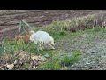 ミント君、今日も安定の「早く帰りたい」発動🐶