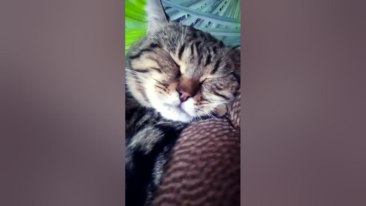 кот вася - YouTube