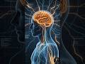🧠 Your Brain Is More Powerful Than You Think! (Shocking Facts) 🤯 #Shorts