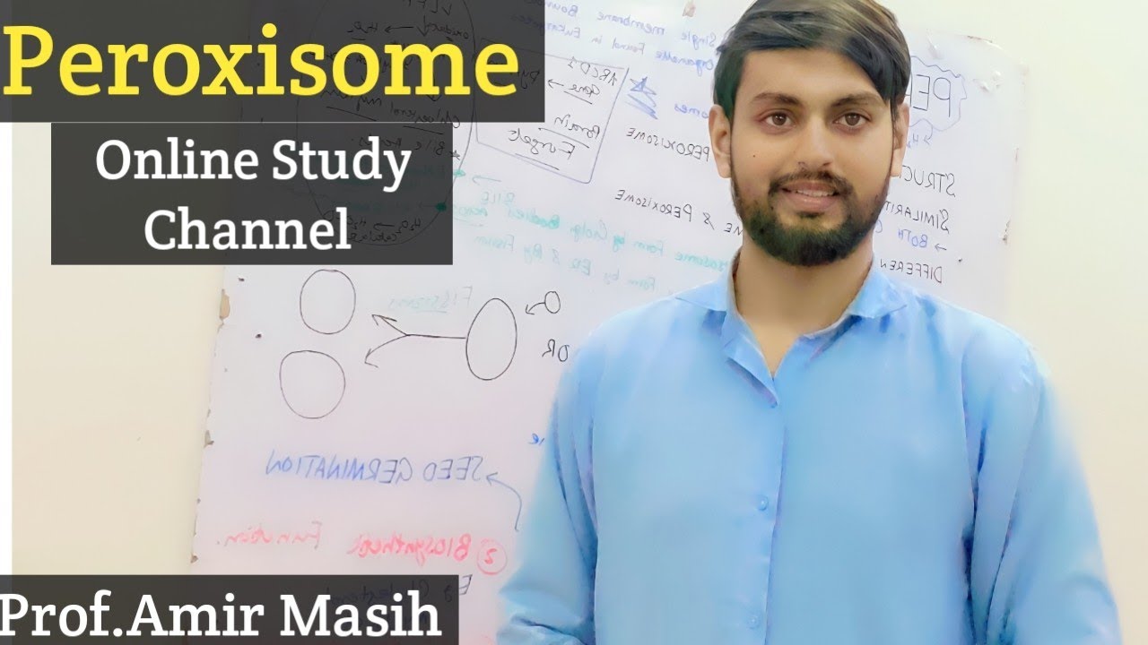 Peroxisomes peroxisome Organelles Function Of Peroxisomes YouTube Peroxisomes peroxisome organelles function of peroxisomes youtube