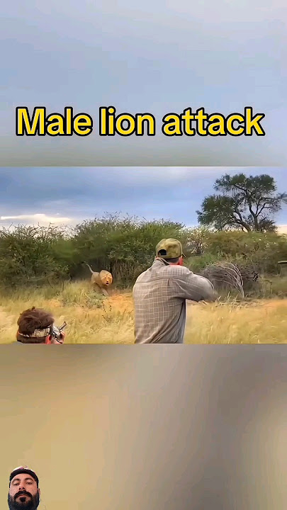 Mail Lion Attack #huntlife