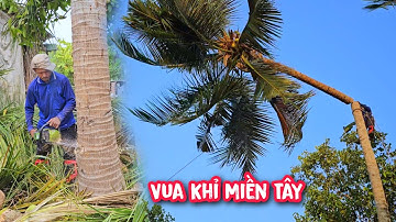 Vua Khỉ cưa hạ gốc 4 cây Dừa khó ở Đồng Nai.