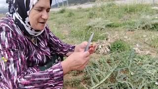الحمد لله دائما و أبدا على كل نعمة..الماء نعمة..الهواء نعمة..و العشب نعمة 🤲 مع فوائد الخرشف