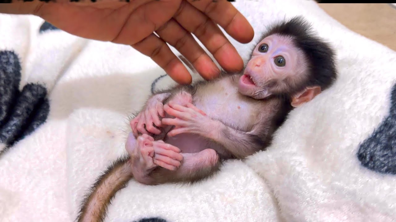 “Watch This Adorable Baby Monkey Luci’s Unexpected Reaction at Bedtime 😲🐒”