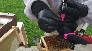 4-18-26 Hive Inspection - Cbus Swarm