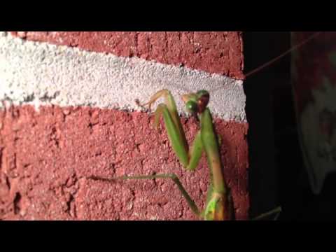 Mantis shows off iPhone HD Video