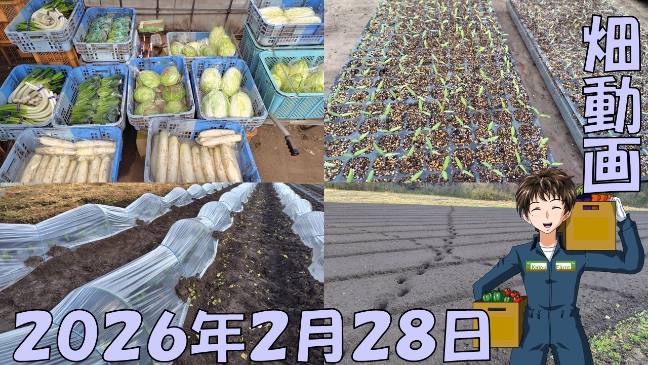 【26/2/28】ようやく雨降りましたね。エンドウ定植しました。