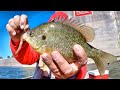 A Simple &amp; Easy Way To Catch The Best Eating Fish On The Planet!