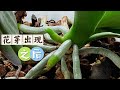 【23075】花芽出现之后，蝴蝶兰的养护管理，不仅花开，还要多花【静姐说花】