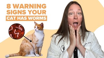 8 Signs Your Cat Has Worms