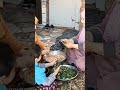 اغنيه ياصفرا شغلا بالك بيا ليه تعالي اشربي سم