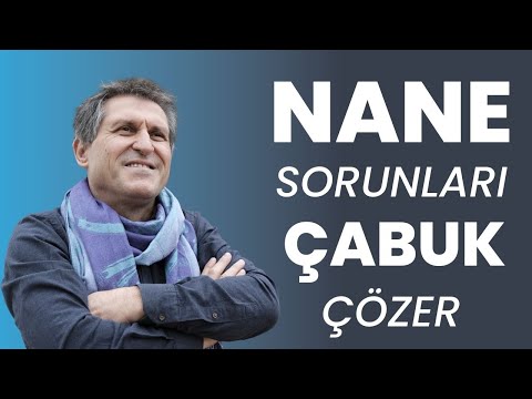 YEŞİL TAZE KURU NANENİN FAYDALARI NELERDİR  / NANE YAĞI NEYE İYİ GELİR FAYDASI