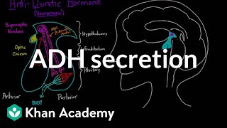 ADH secretion | Renal system physiology | NCLEX-RN | Khan Academy