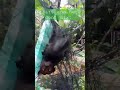 Bats and nets dont Mix. poor bat, rescuers are coming.