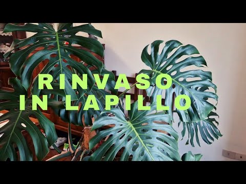 Vídeo: La Monstera té poca llum?