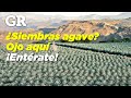 ¿Plantarás agave? Hay nuevas reglas