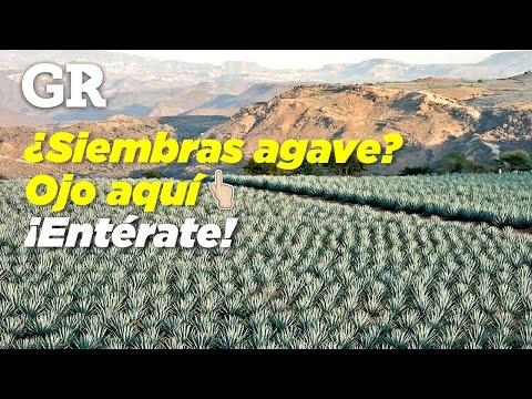 Video: ¿Puede el agave crecer a la sombra?