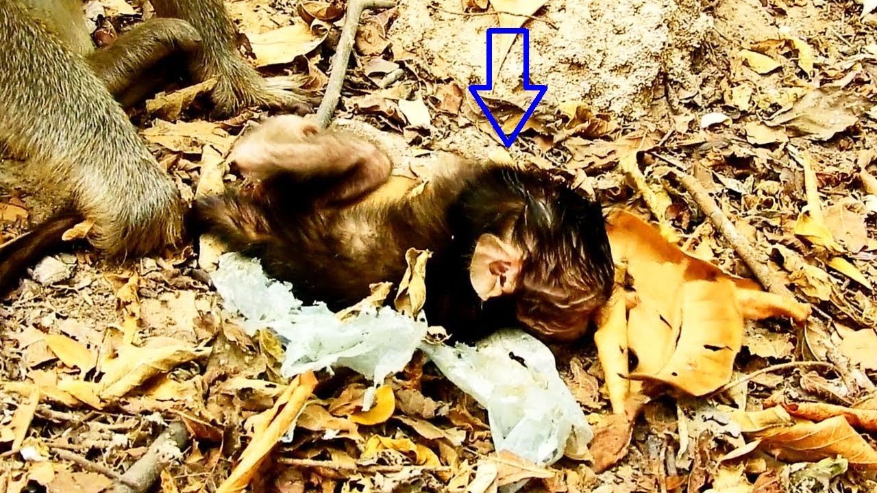 foundry Help Baby! Mom Saves Newborn On the Ground/Looking after Newborn Carefully