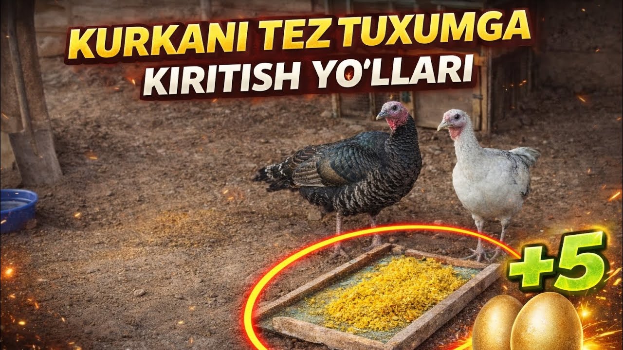 KURKANI TEZ TUXUMGA KIRITISH YOʻLLARI 