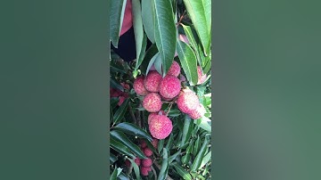 Vải thanh hà và vải thiêu cách phong cháy vải năm 2020