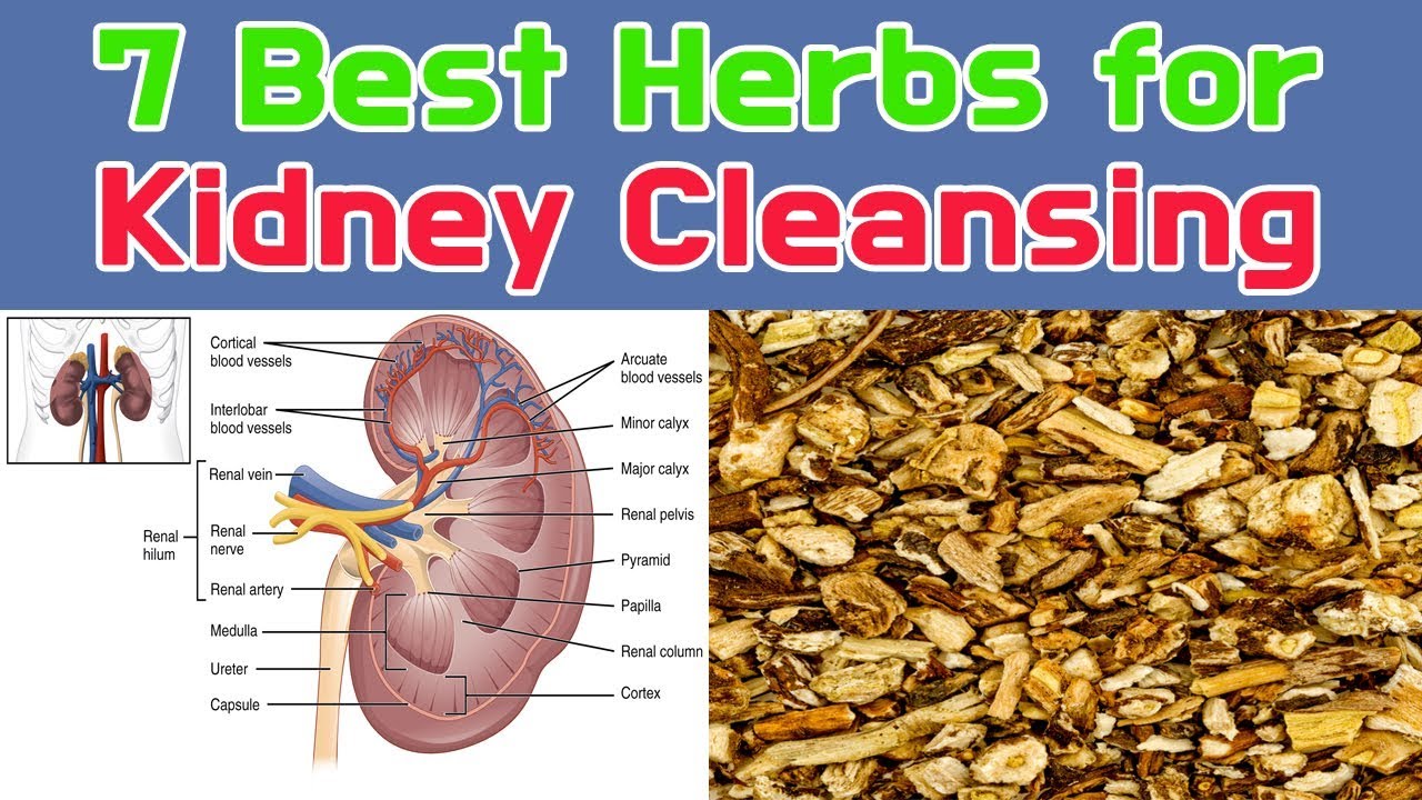 7 Best Herbs for Kidney Cleansing YouTube