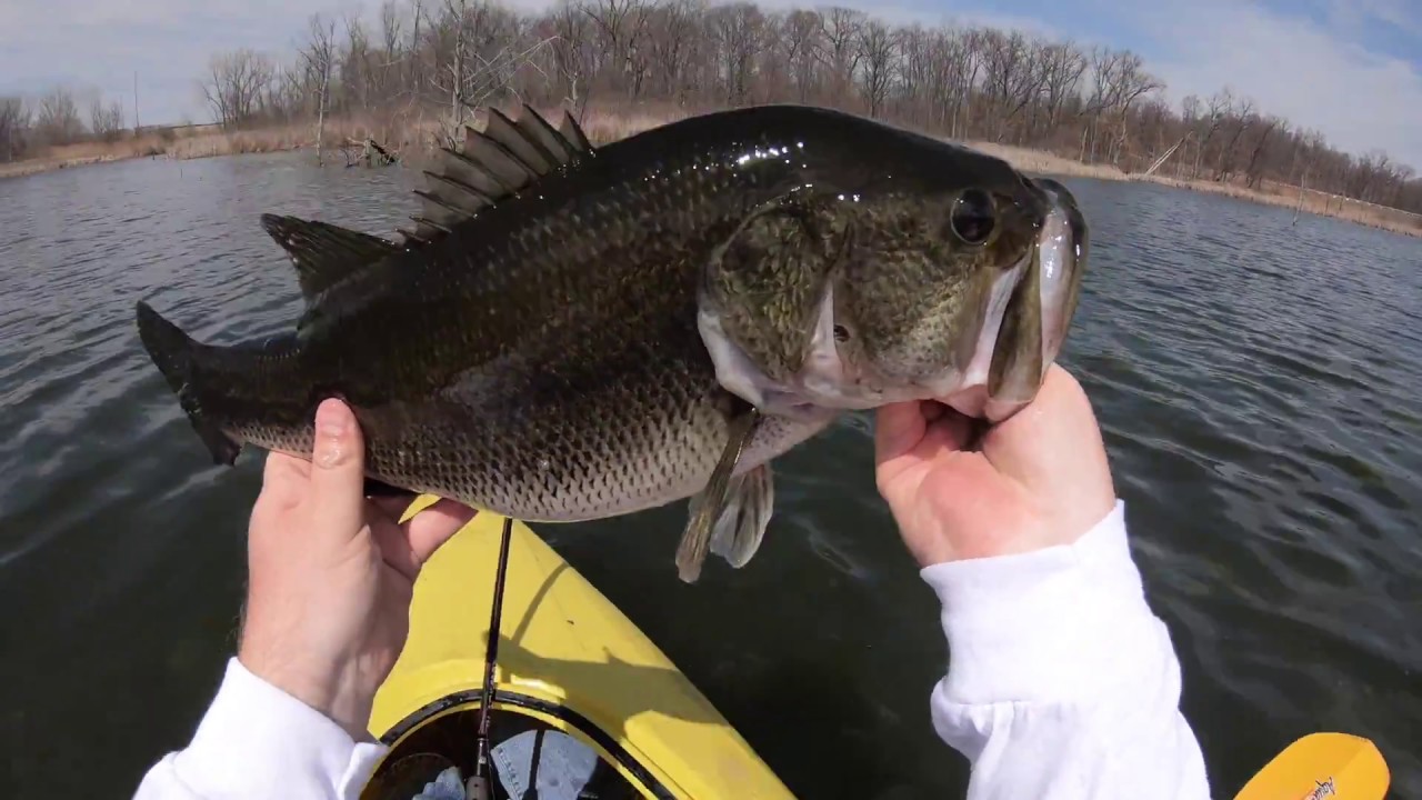 I caught a GIANT Indiana Largemouth Bass (Kayak Fishing) YouTube