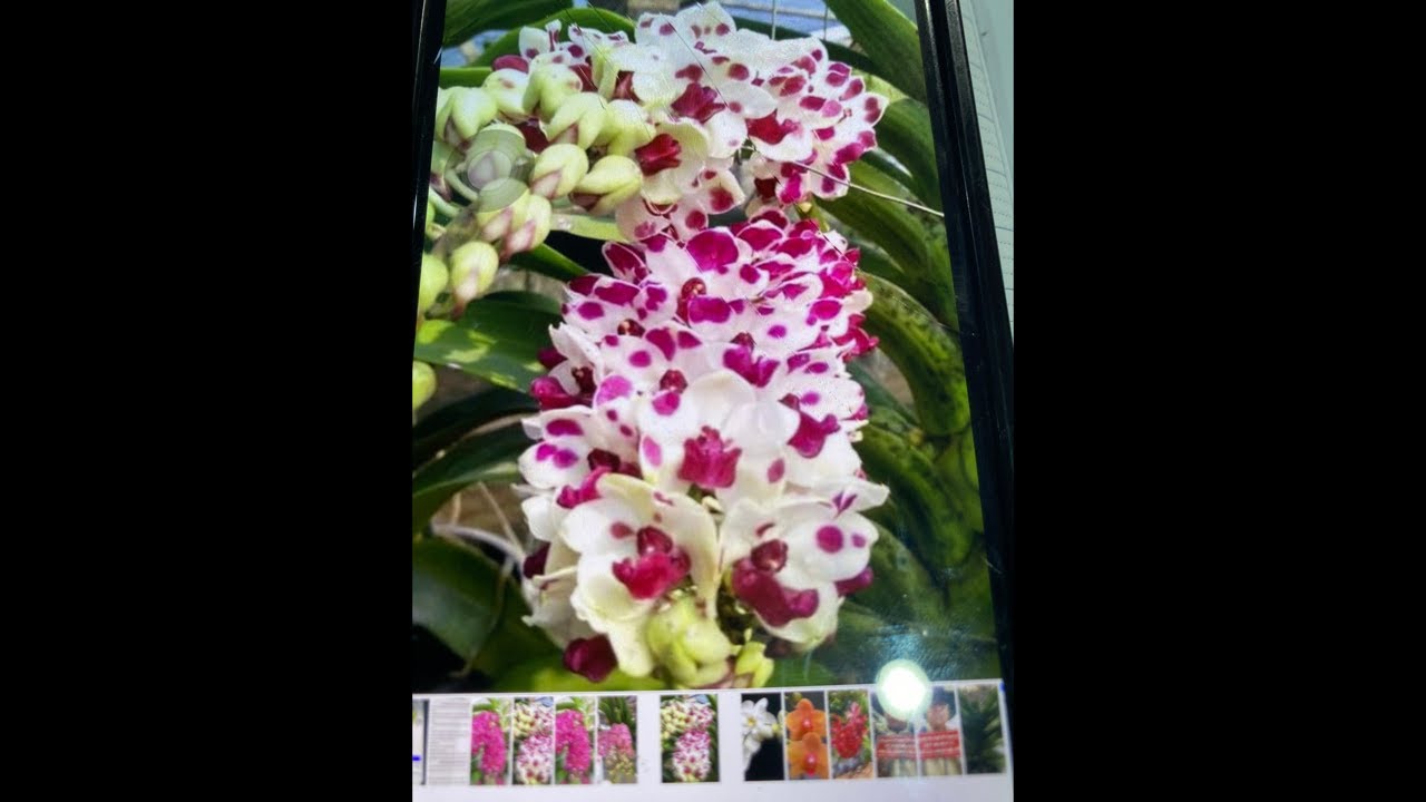 Shop Lan Thanh sự có bò sữa đỏ 0846383600