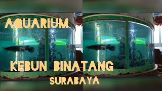 AQUARIUM KEBUN BINATANG SURABAYA // KEREENN!! #aquariumkebunbinatangsurabaya #kbs #kebunbinatang