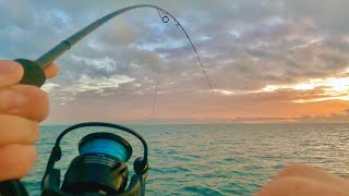 CHASING GIANT GRUNTER | Moreton Bay Fishing