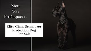 Elite Executive Level Family Protection Security Dog Giant Schnauzer 'Xion von Prufenpuden' 2 Yrs