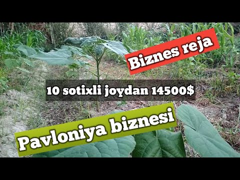 Video: Daraxt jurnallari nima uchun ishlatiladi?